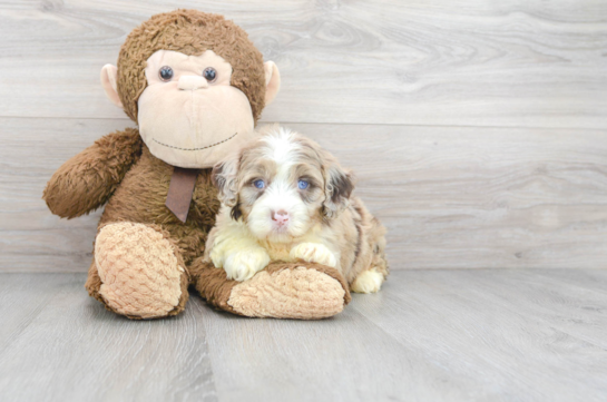 Best Mini Portidoodle Baby