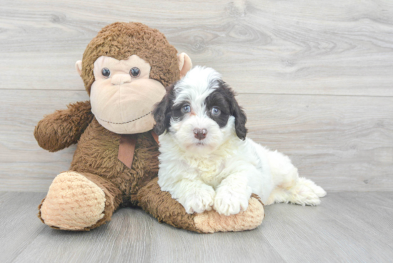 Popular Mini Portidoodle Poodle Mix Pup