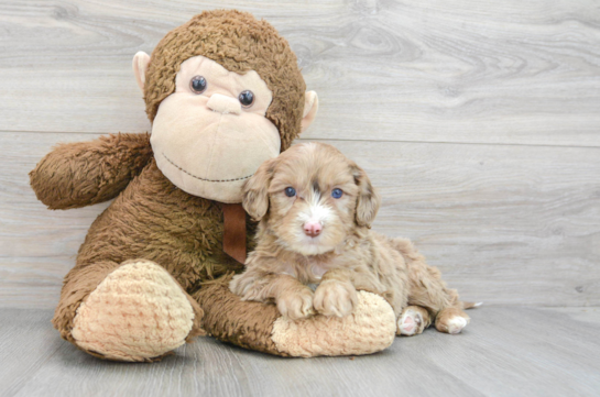 Mini Portidoodle Pup Being Cute