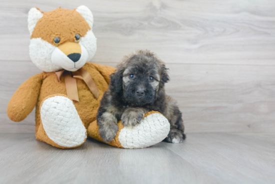 Mini Portidoodle Puppy for Adoption