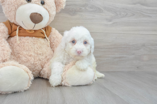 Best Mini Portidoodle Baby