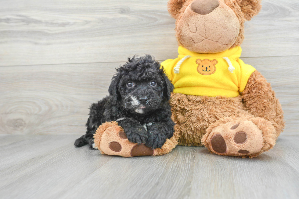 Smart Mini Portidoodle Poodle Mix Pup
