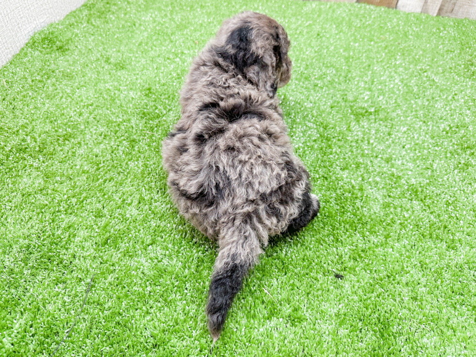 Energetic Portuguese Water Dog Poodle Mix Puppy