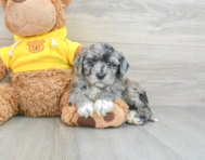 5 week old Mini Portidoodle Puppy For Sale - Premier Pups