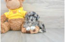 Best Mini Portidoodle Baby