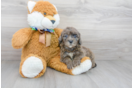 Meet Moonbeam - our Mini Portidoodle Puppy Photo 2/3 - Premier Pups