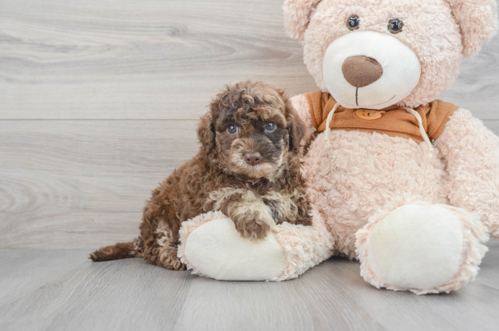 5 week old Mini Portidoodle Puppy For Sale - Premier Pups