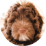 Mini Portidoodle Puppy For Sale - Premier Pups