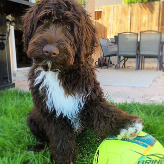 Mini Portidoodle adult dog sitting on the grass