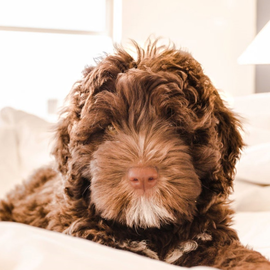 Curly Mini Portidoodle dog 