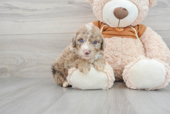 Friendly Mini Portidoodle Baby