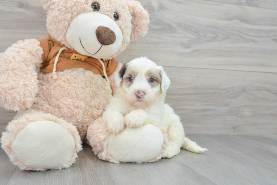 Mini Portidoodle Pup Being Cute