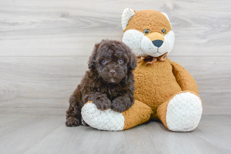 Meet Ralph - our Mini Portidoodle Puppy Photo 1/3 - Premier Pups