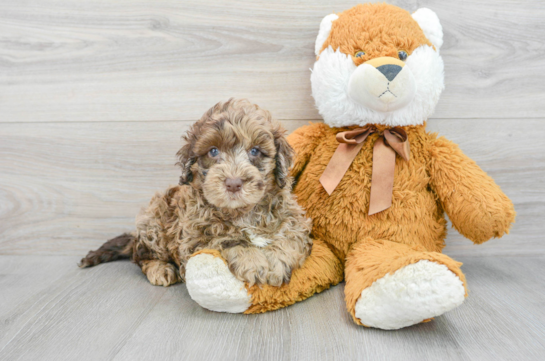 Small Mini Portidoodle Baby