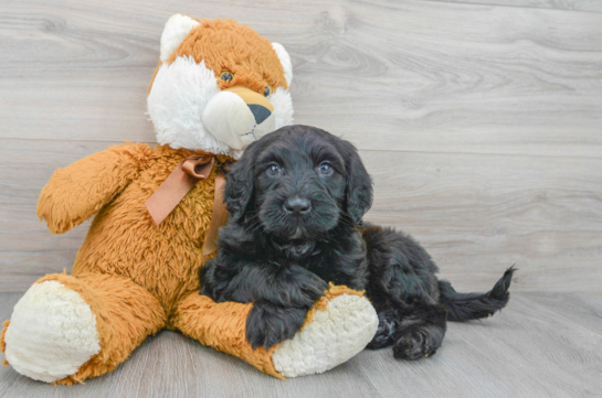 Energetic Portuguese Water Dog Poodle Mix Puppy