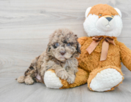 5 week old Mini Portidoodle Puppy For Sale - Premier Pups