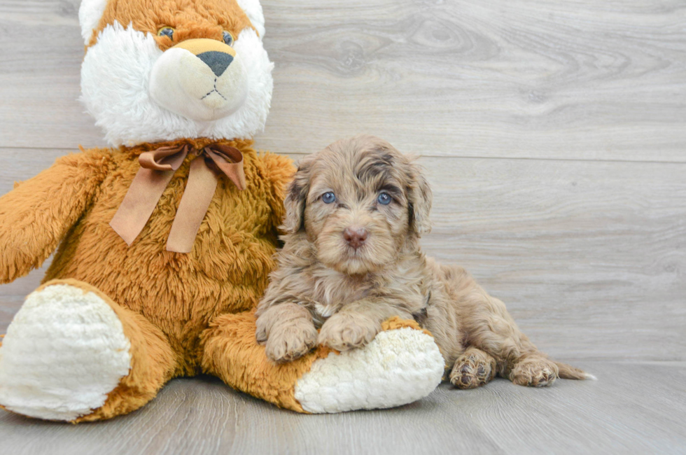 5 week old Mini Portidoodle Puppy For Sale - Premier Pups