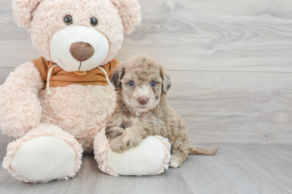 Popular Portuguese Water Dog Kane: 5lb 15oz Purebred Puppy