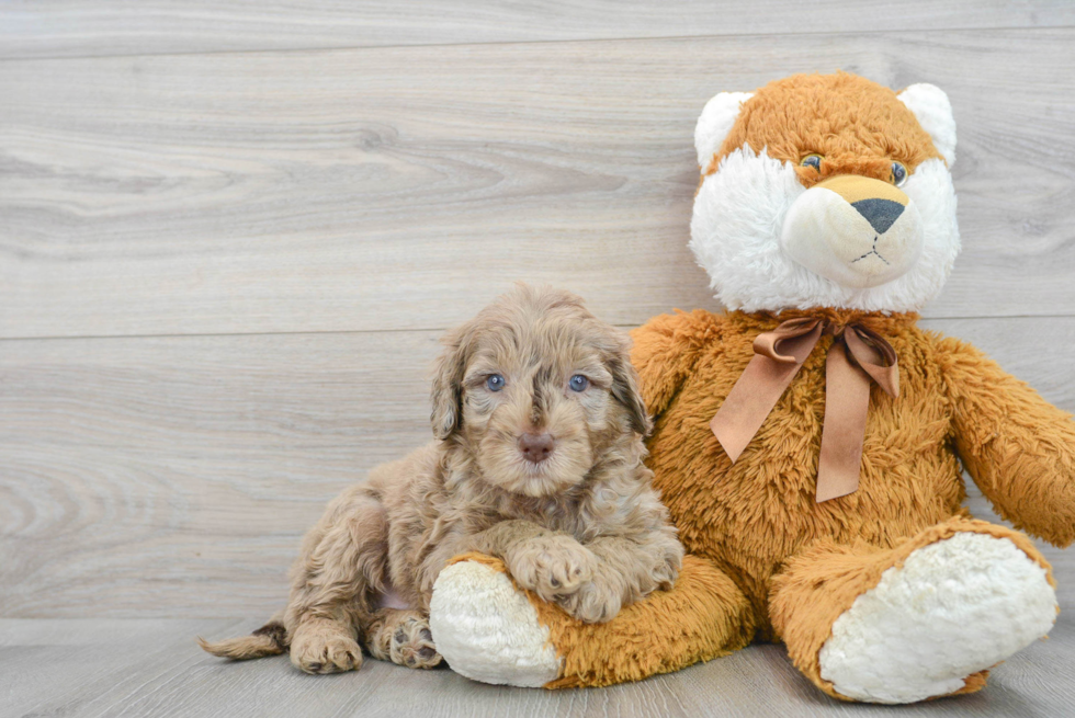 Hypoallergenic Portuguese Water Dog Poodle Mix Puppy