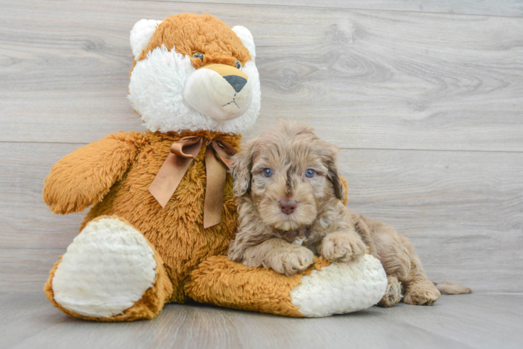 Hypoallergenic Portuguese Water Dog Poodle Mix Puppy