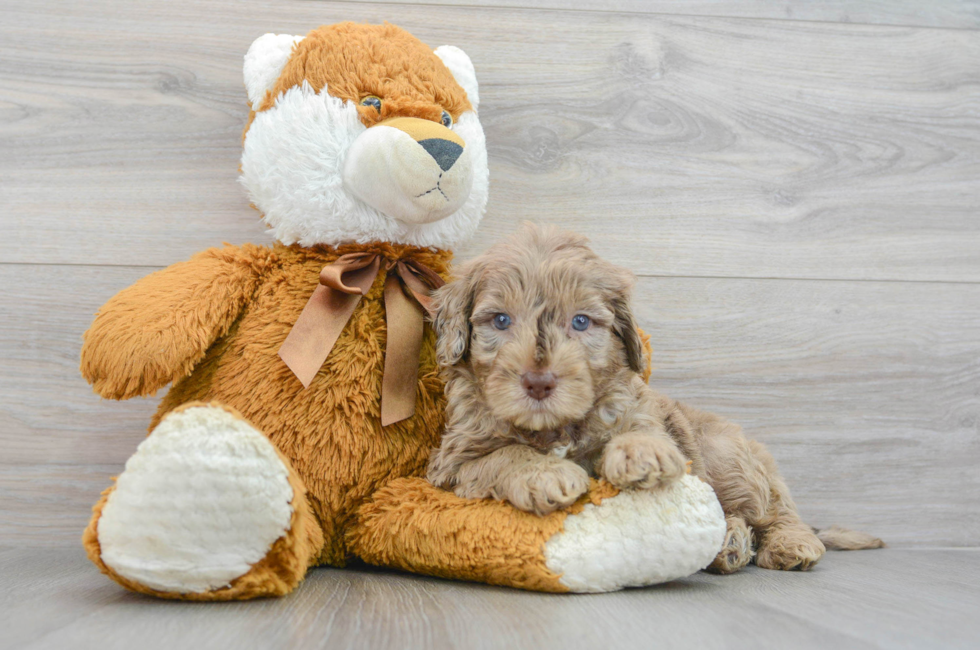 6 week old Mini Portidoodle Puppy For Sale - Premier Pups