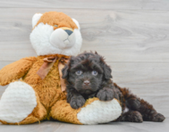 5 week old Mini Portidoodle Puppy For Sale - Premier Pups