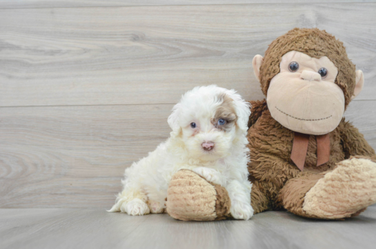 Mini Portidoodle Pup Being Cute