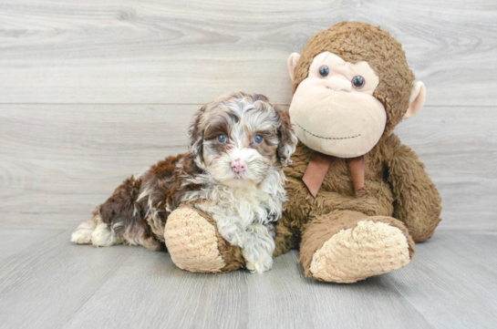 Mini Portidoodle Puppy for Adoption