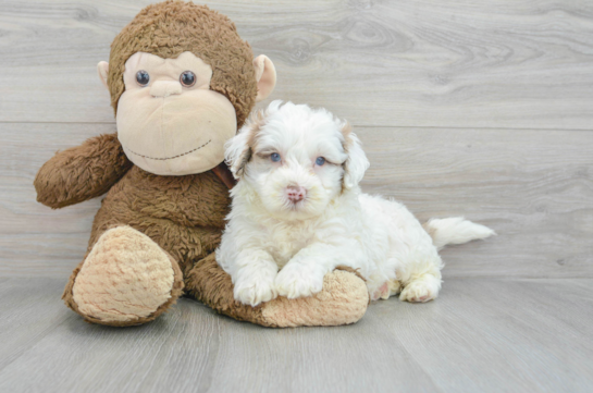 Best Mini Portidoodle Baby