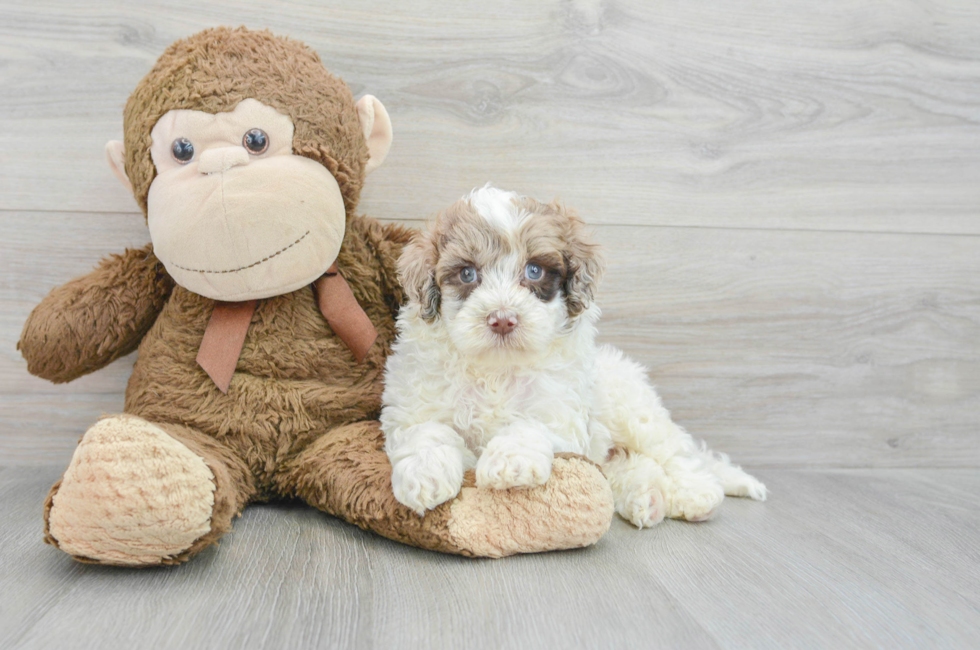 7 week old Mini Portidoodle Puppy For Sale - Premier Pups