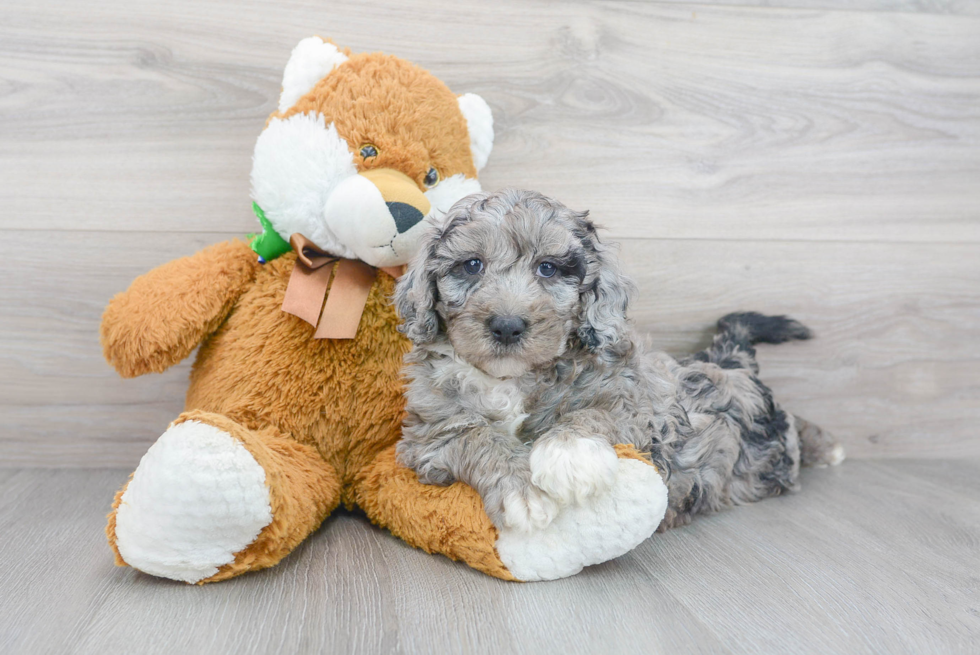 Meet Antonio - our Mini Sheepadoodle Puppy Photo 2/3 - Premier Pups