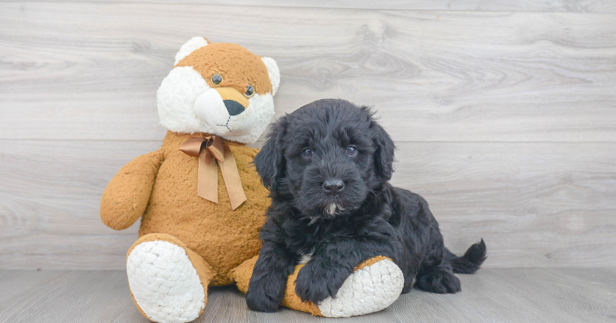 Sheepadoodle Puppy Proofing Your Home - Doodle Dog Diaries