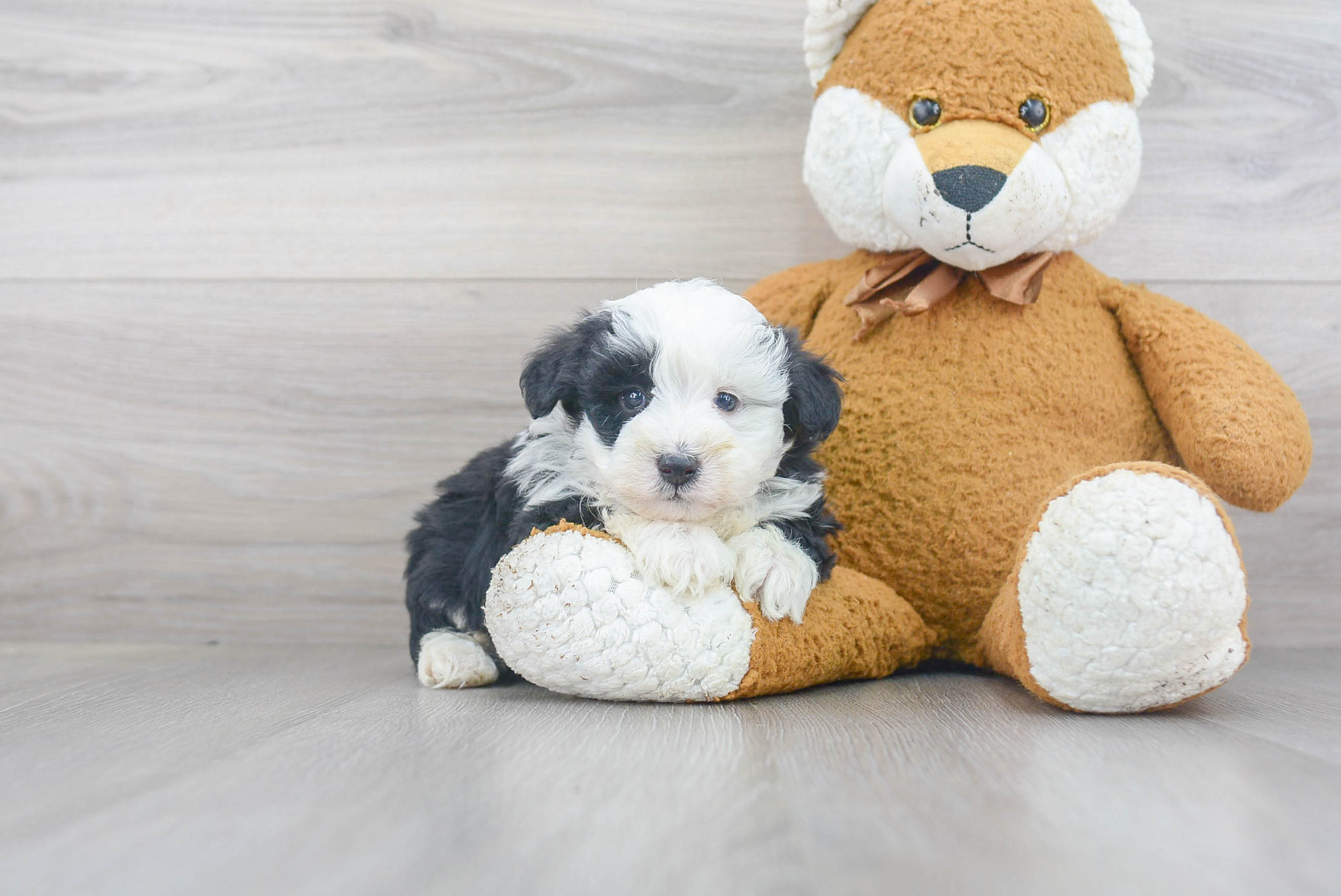 mini sheepadoodle