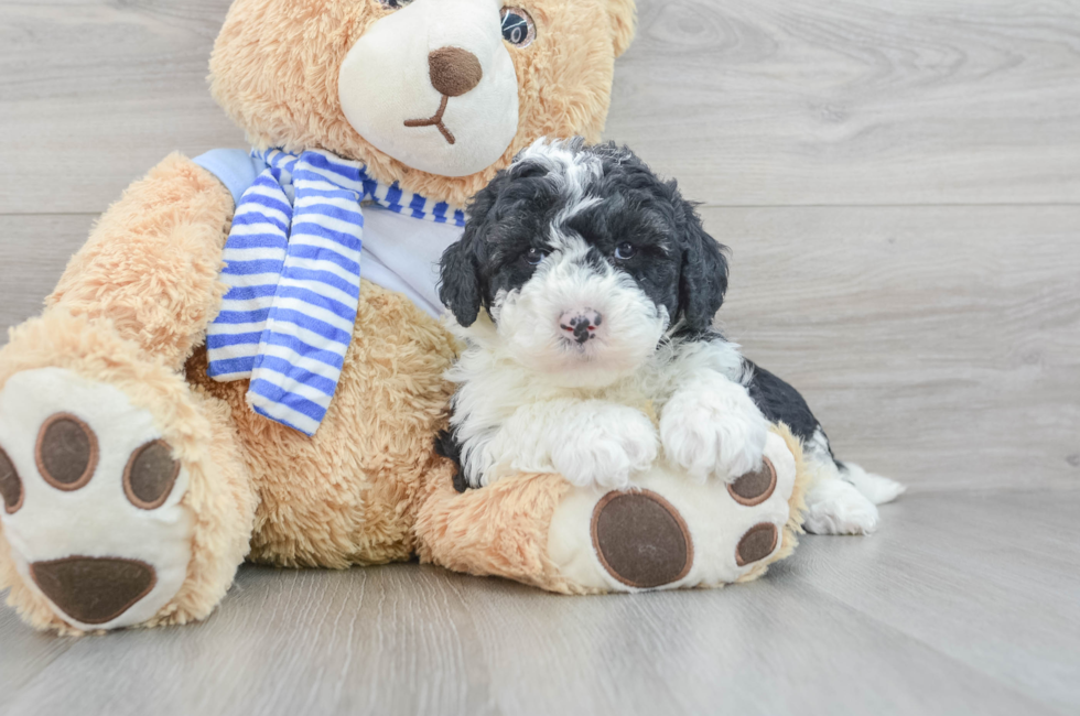 5 week old Mini Sheepadoodle Puppy For Sale - Premier Pups
