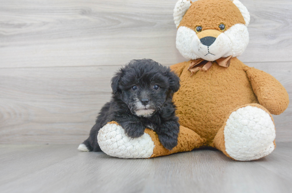 Mini Sheepadoodle for Sale | Premier Pups located in Ohio