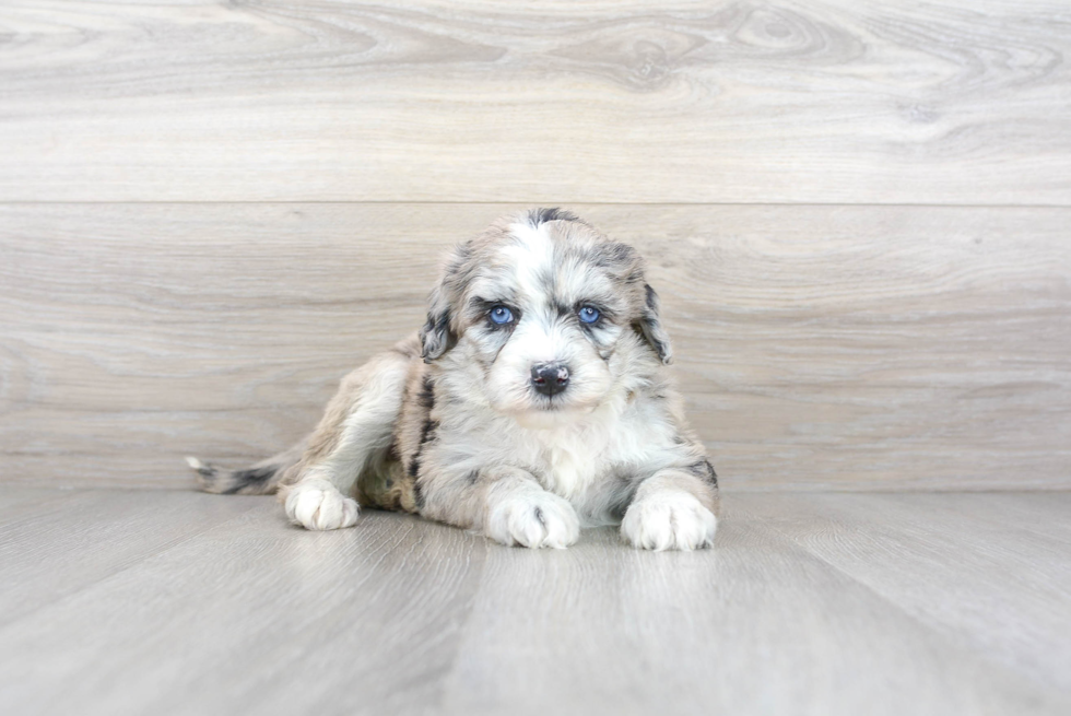 Mini Sheepadoodle Pup Being Cute