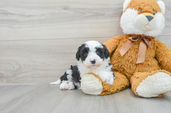 Popular Mini Sheepadoodle Poodle Mix Pup