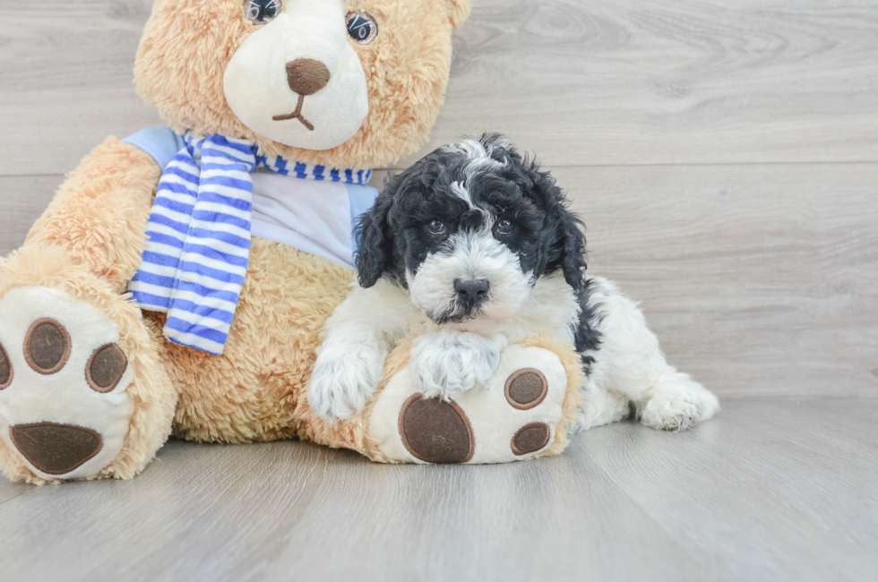 5 week old Mini Sheepadoodle Puppy For Sale - Premier Pups