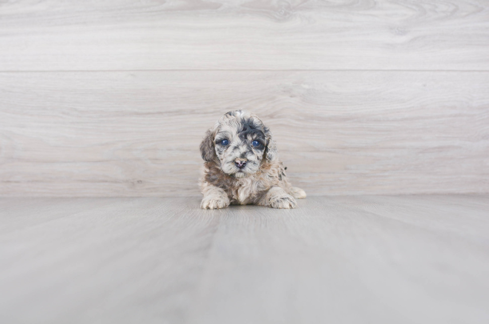 Mini Sheepadoodle for Sale | Premier Pups located in Ohio
