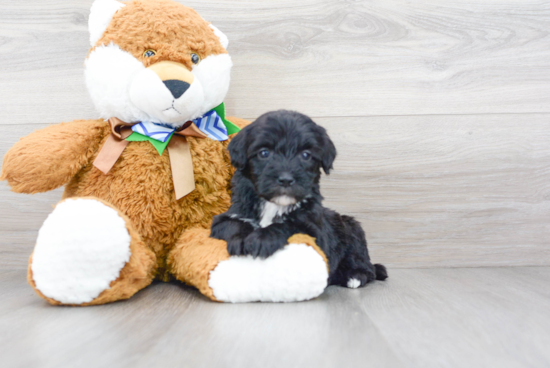 Happy Mini Sheepadoodle Baby