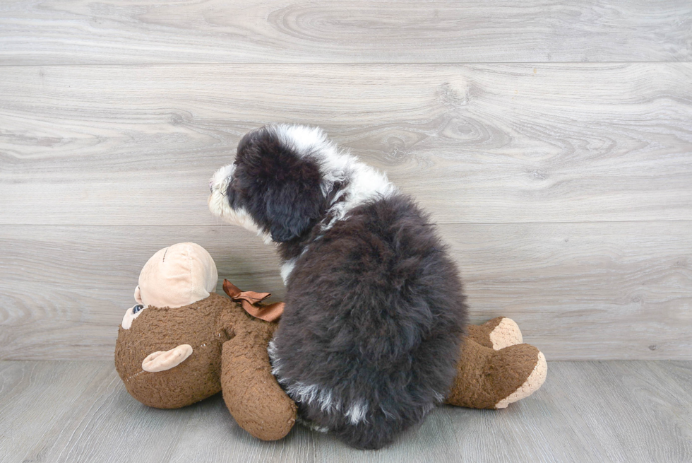 Smart Mini Sheepadoodle Poodle Mix Pup