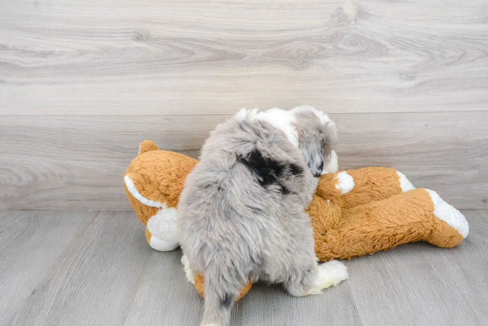 Playful Sheep Dog Poodle Mix Puppy
