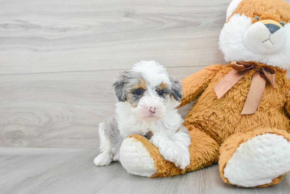 Mini Sheepadoodle Pup Being Cute