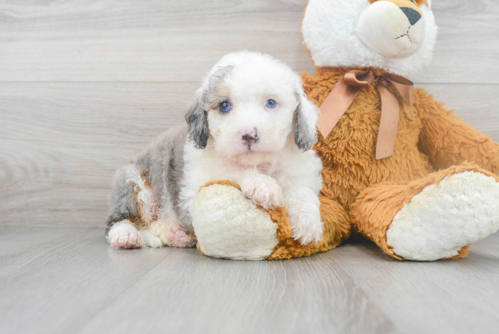 Meet Khalessi - our Mini Sheepadoodle Puppy Photo 1/3 - Premier Pups