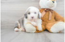 Meet Khalessi - our Mini Sheepadoodle Puppy Photo 1/3 - Premier Pups