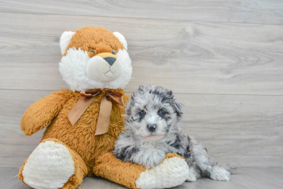 Best Mini Sheepadoodle Baby