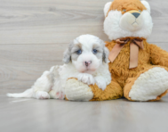 5 week old Mini Sheepadoodle Puppy For Sale - Premier Pups