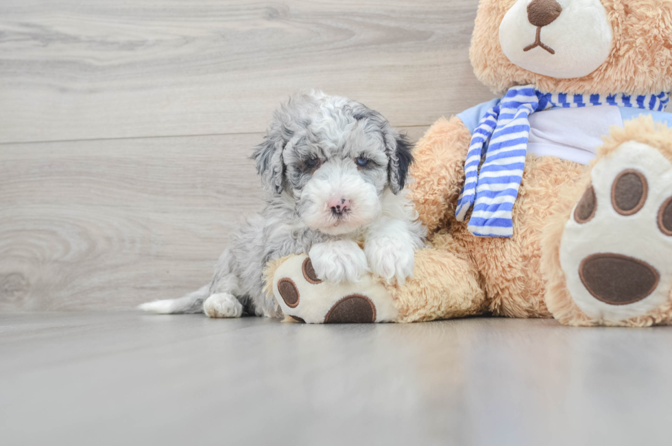 5 week old Mini Sheepadoodle Puppy For Sale - Premier Pups