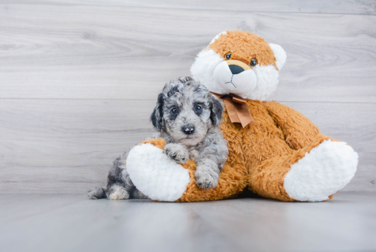 Best Mini Sheepadoodle Baby