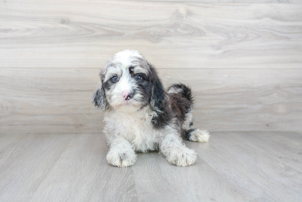 Little Sheep Dog Poodle Mix Puppy